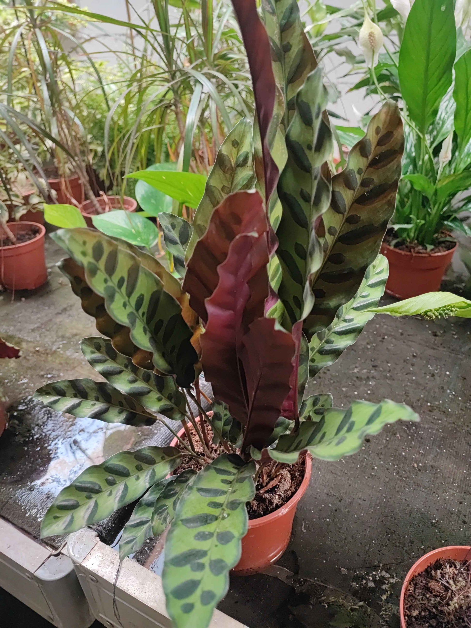 Calathea mayokana