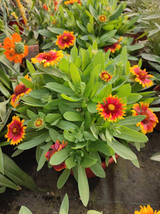 Gaillardia