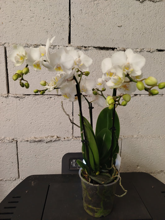 Orchidea phalaenopsis