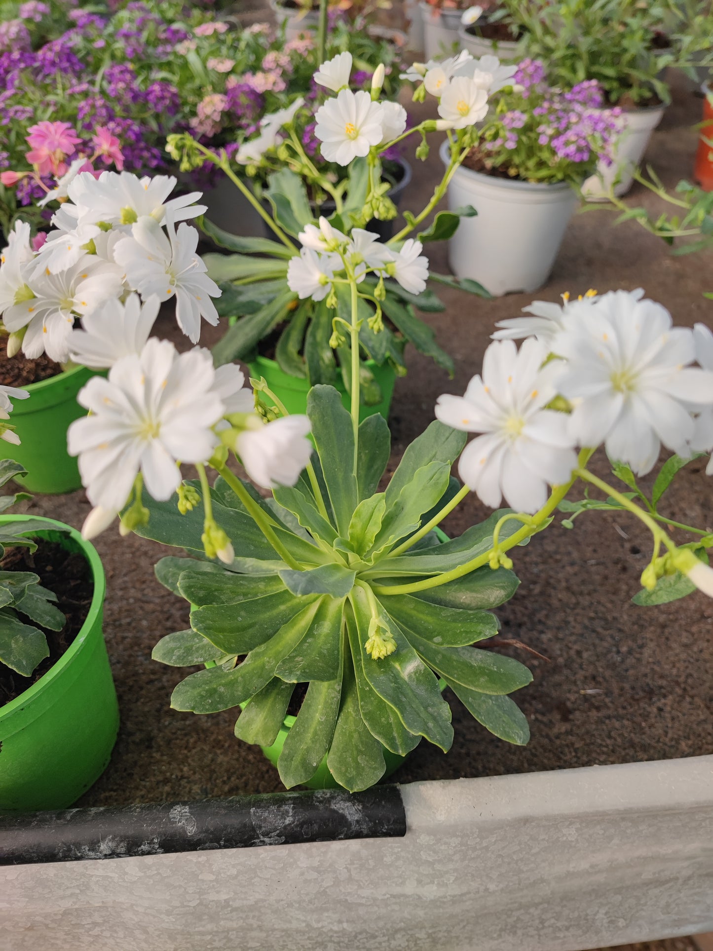 Lewisia - Valmaflor