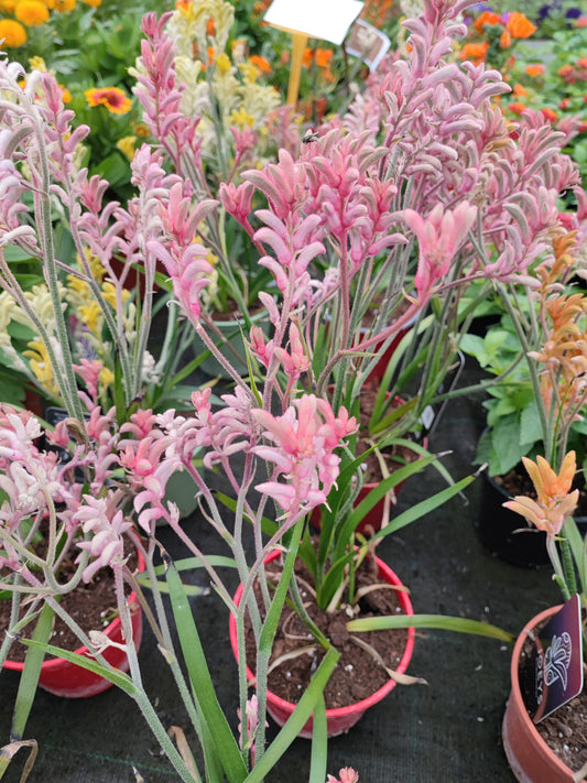 Anigozanthus