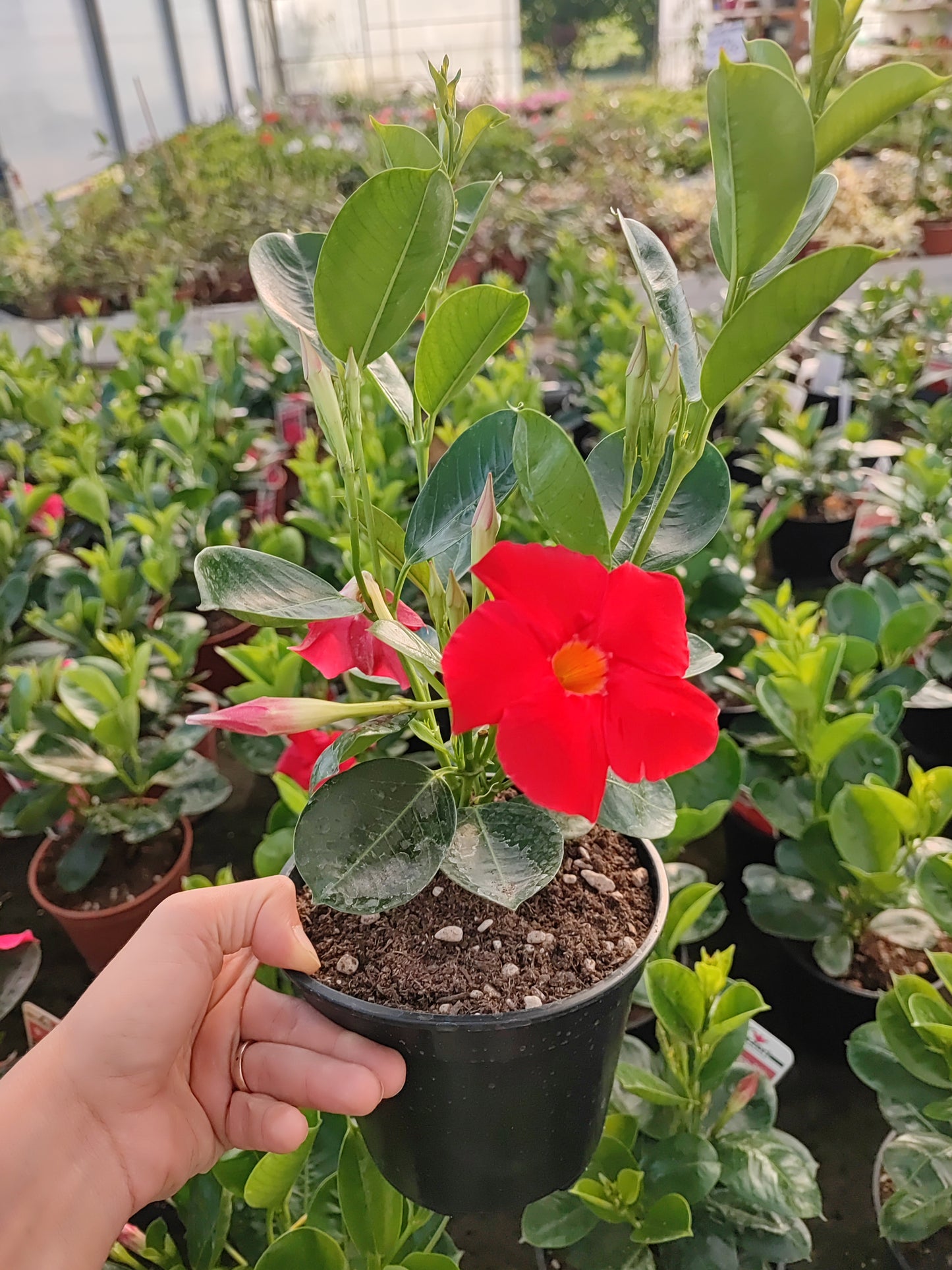 Dipladenia Sudanville