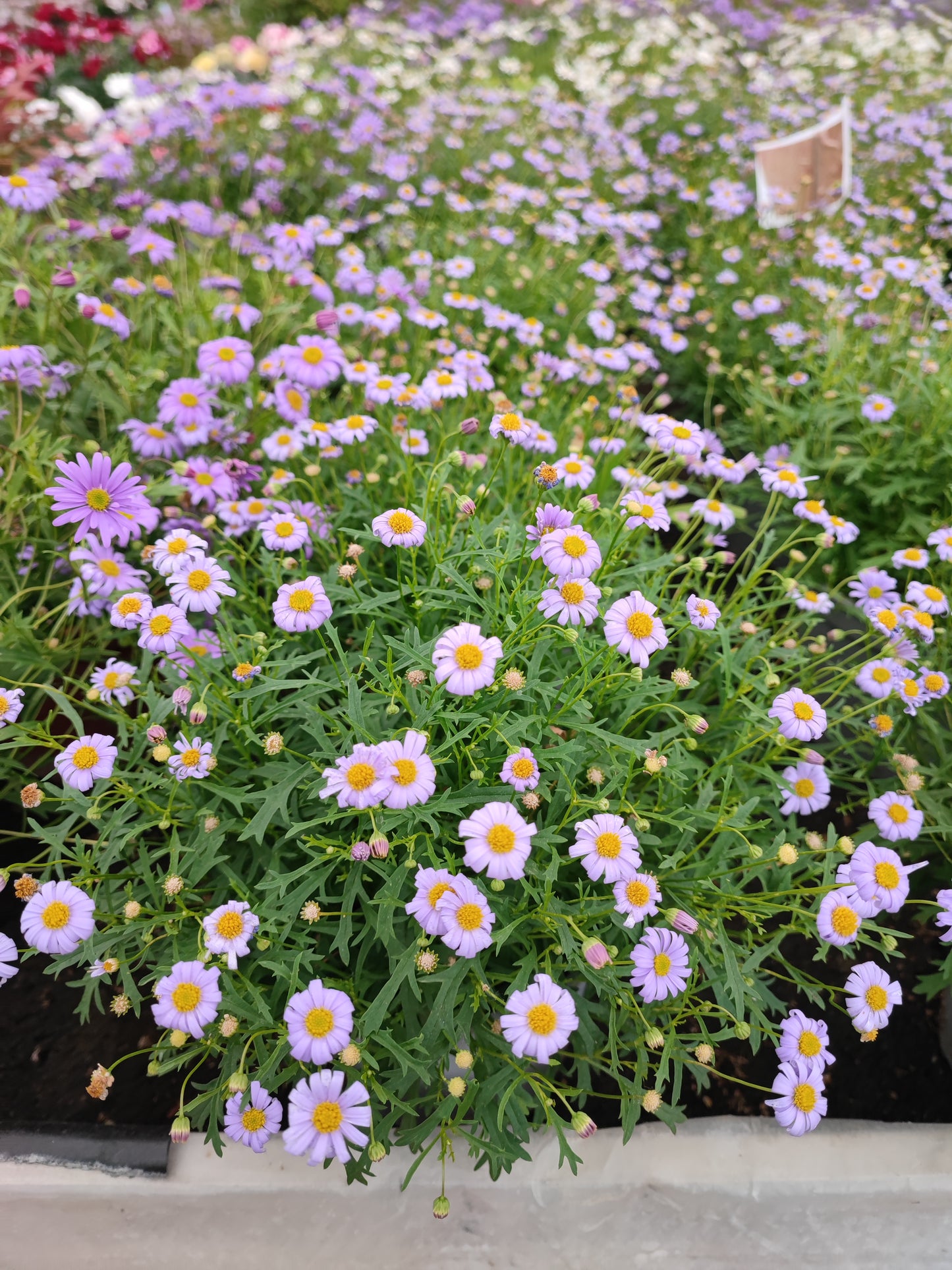 Surdaisy