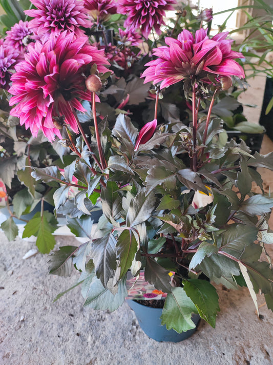 Dahlia