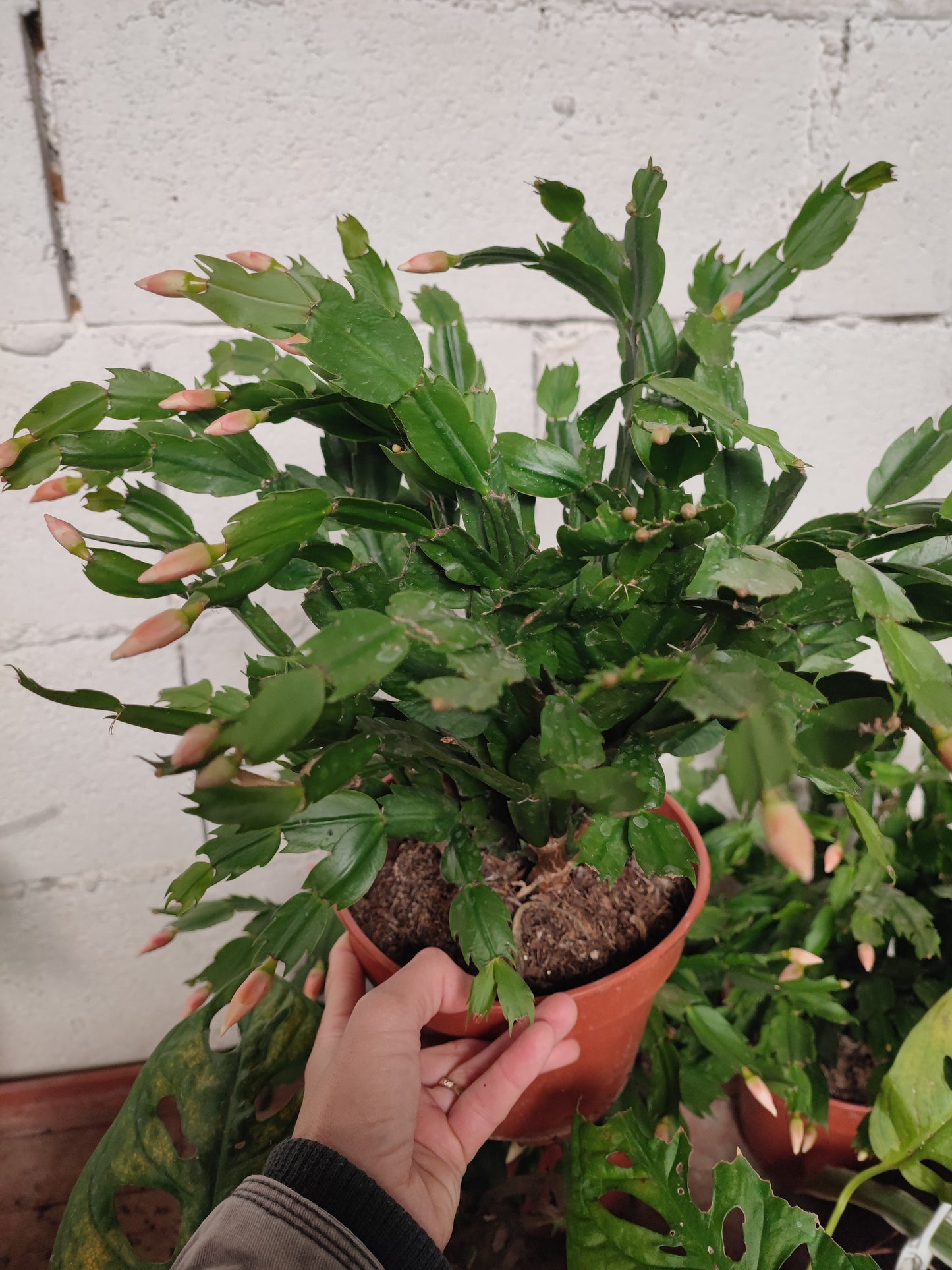 Schlumbergera