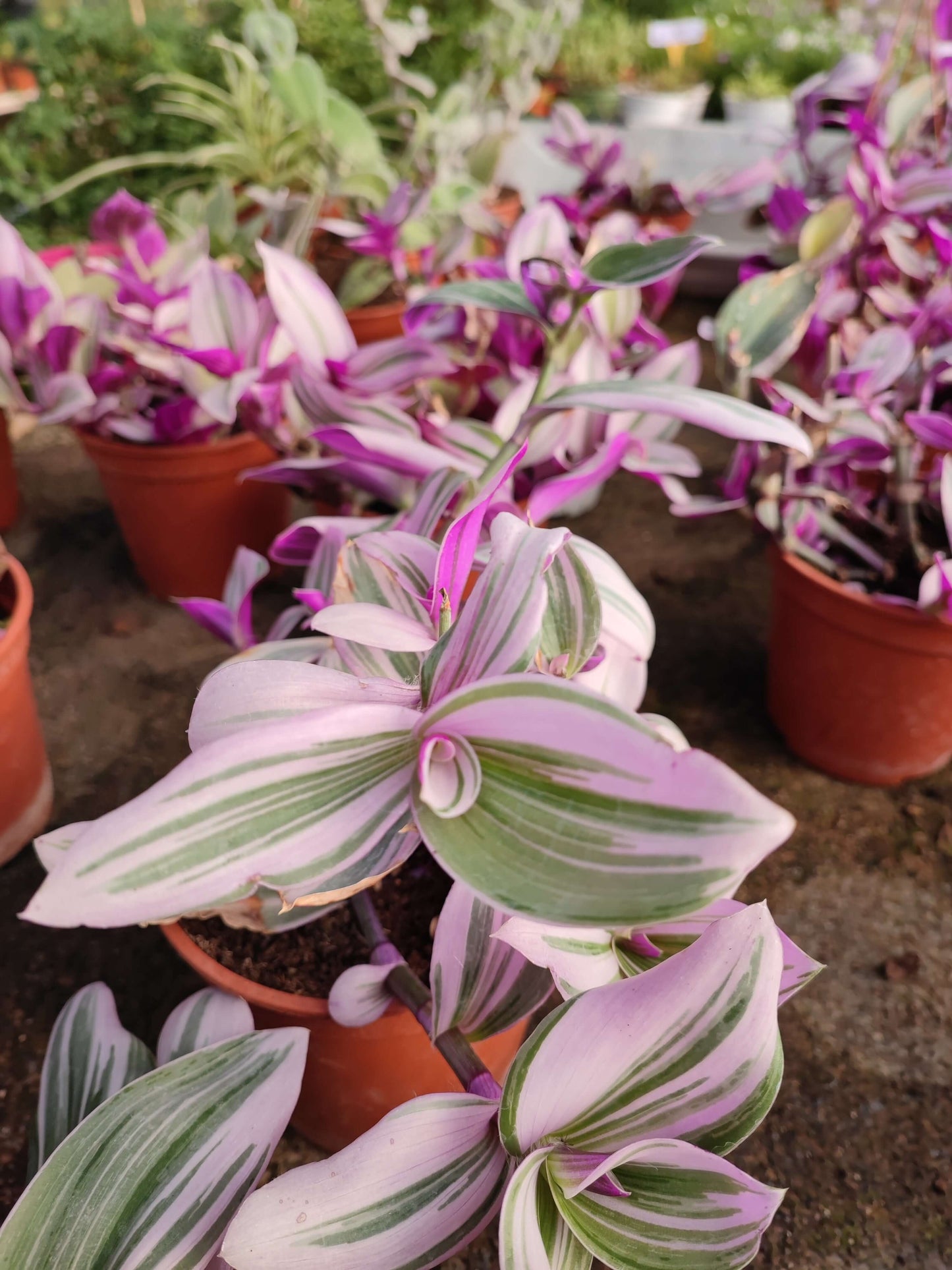 Tradescantia nanouk