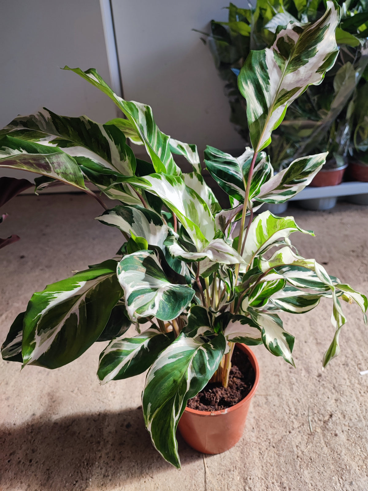 Calathea stella