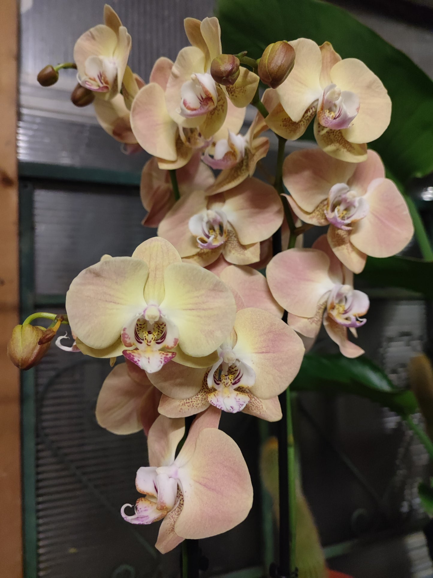 Phalaenopsis