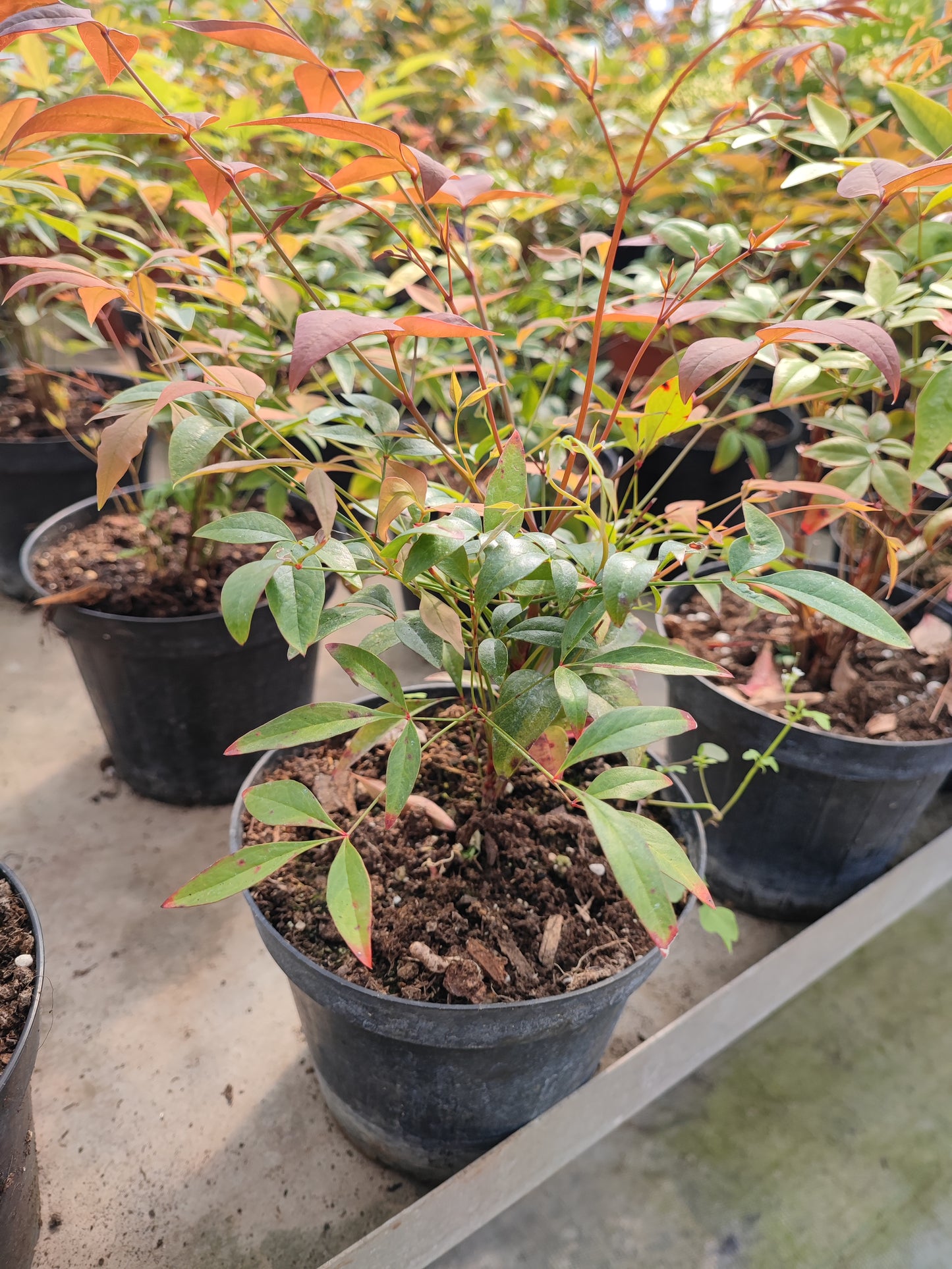 Nandina domestica - Valmaflor