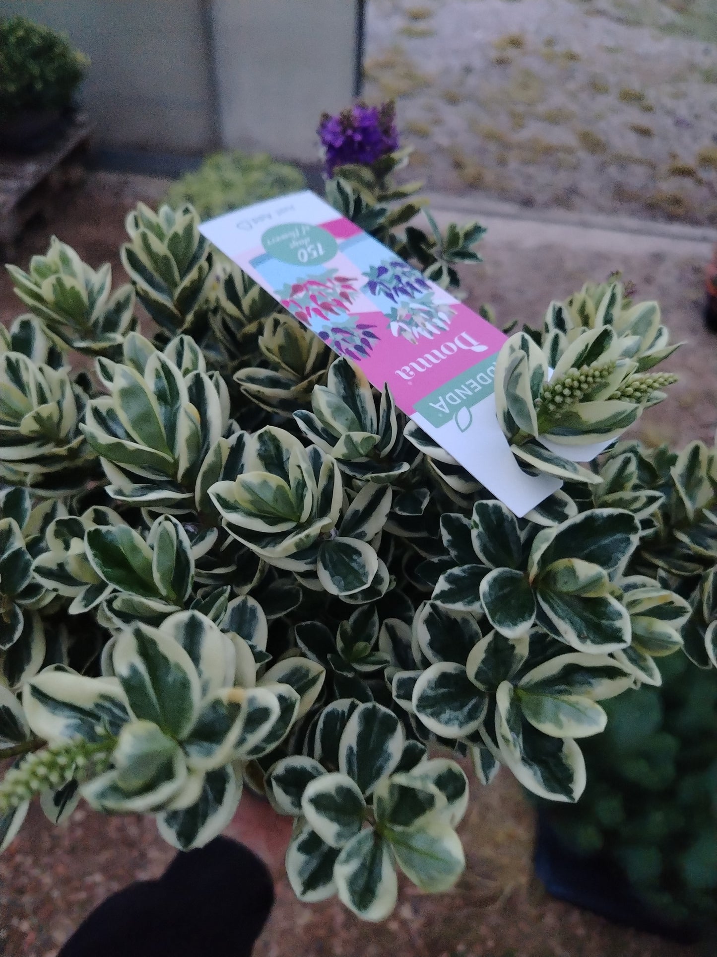 Hebe andersonii variegata