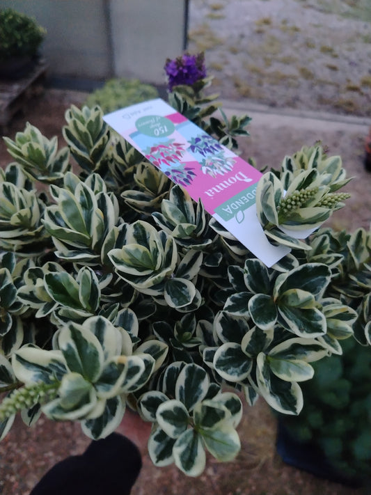 Hebe andersonii variegata