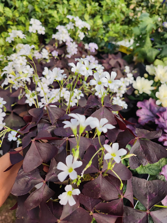 Oxalis triangularis
