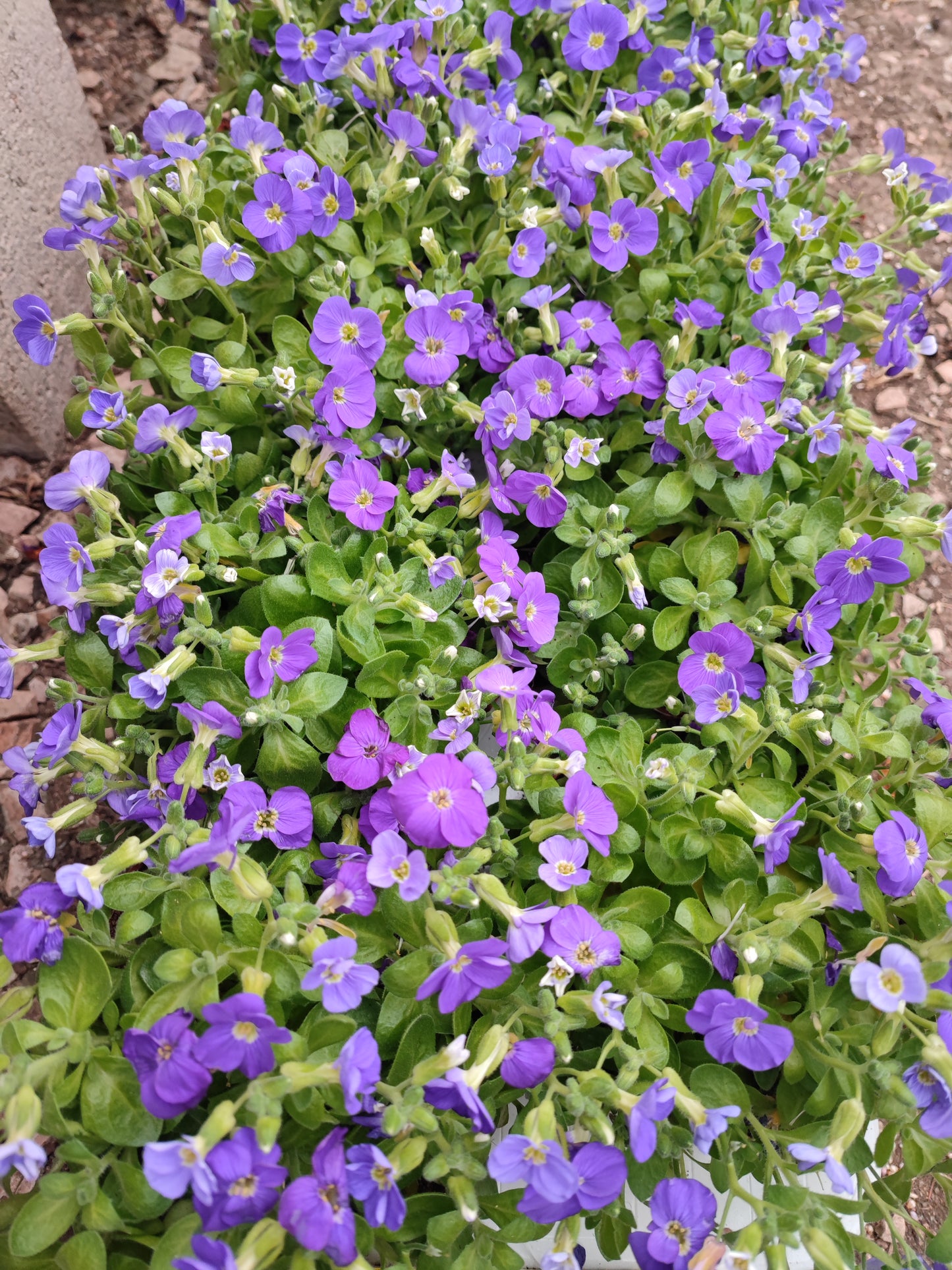 Aubrieta