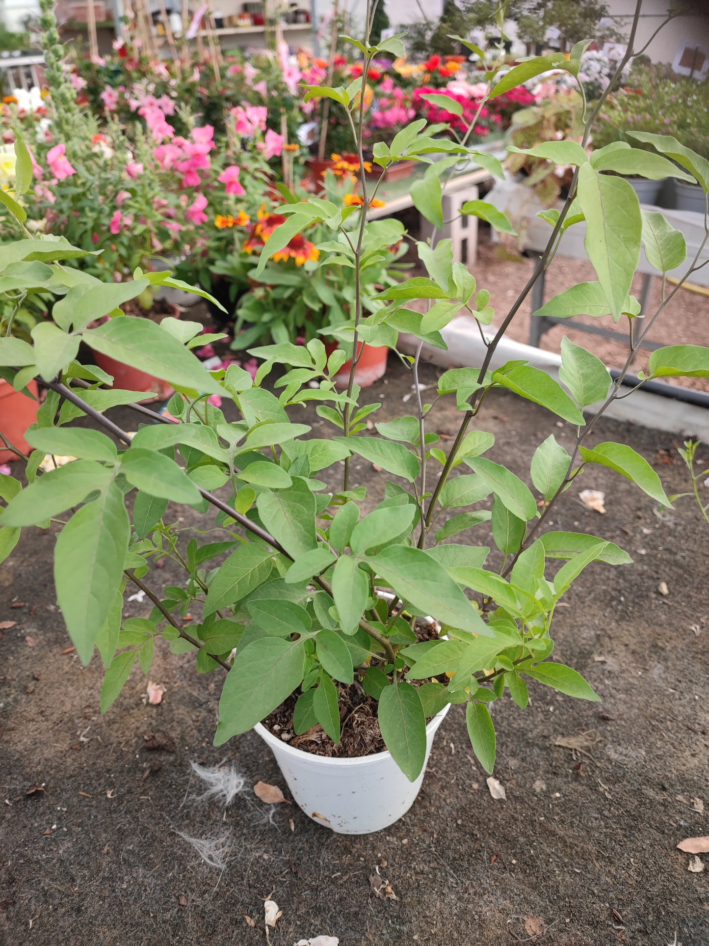 Solanum jasminoides