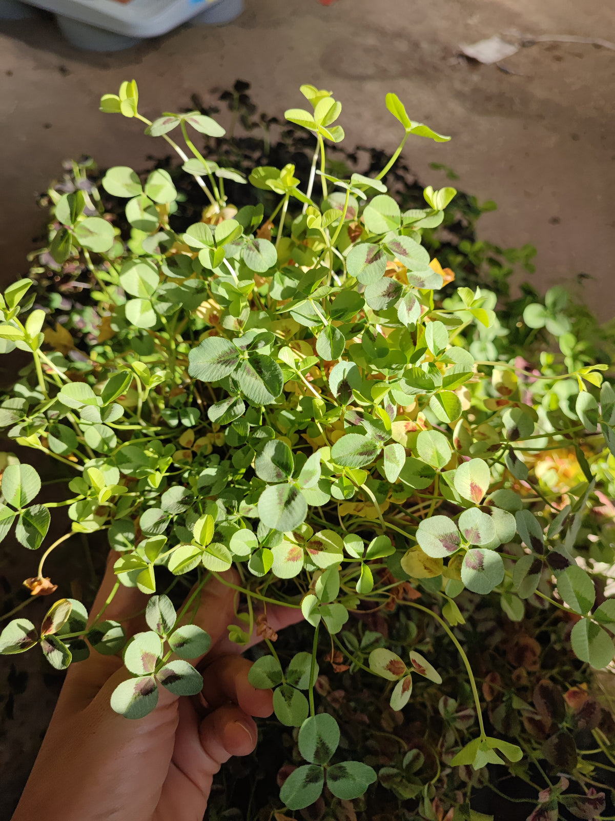 Trifolium repens