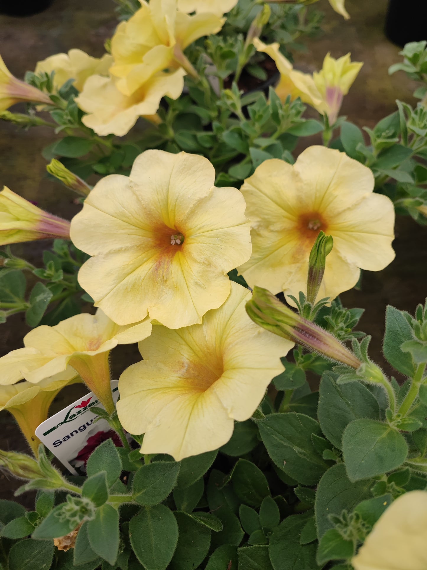 Petunia
