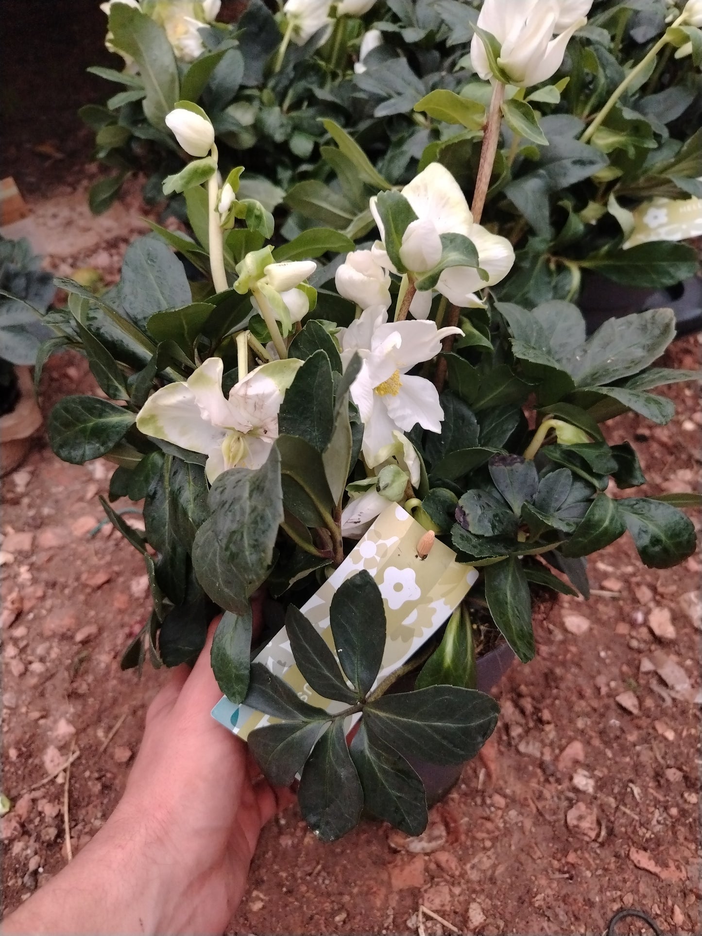 Helleborus Niger (Rosa di Natale)