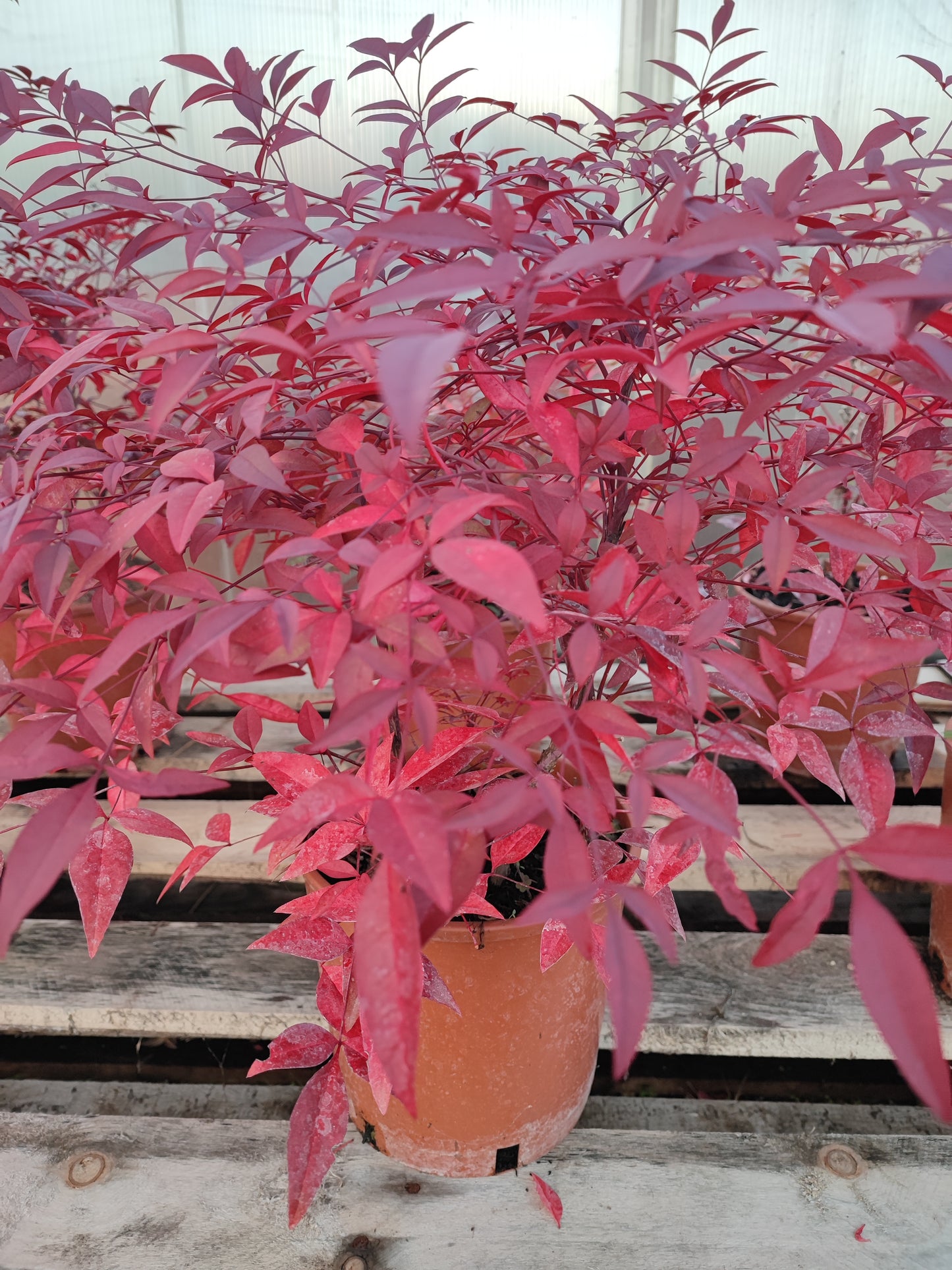 Nandina domestica rubra