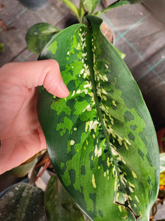 Dieffenbachia crocodile