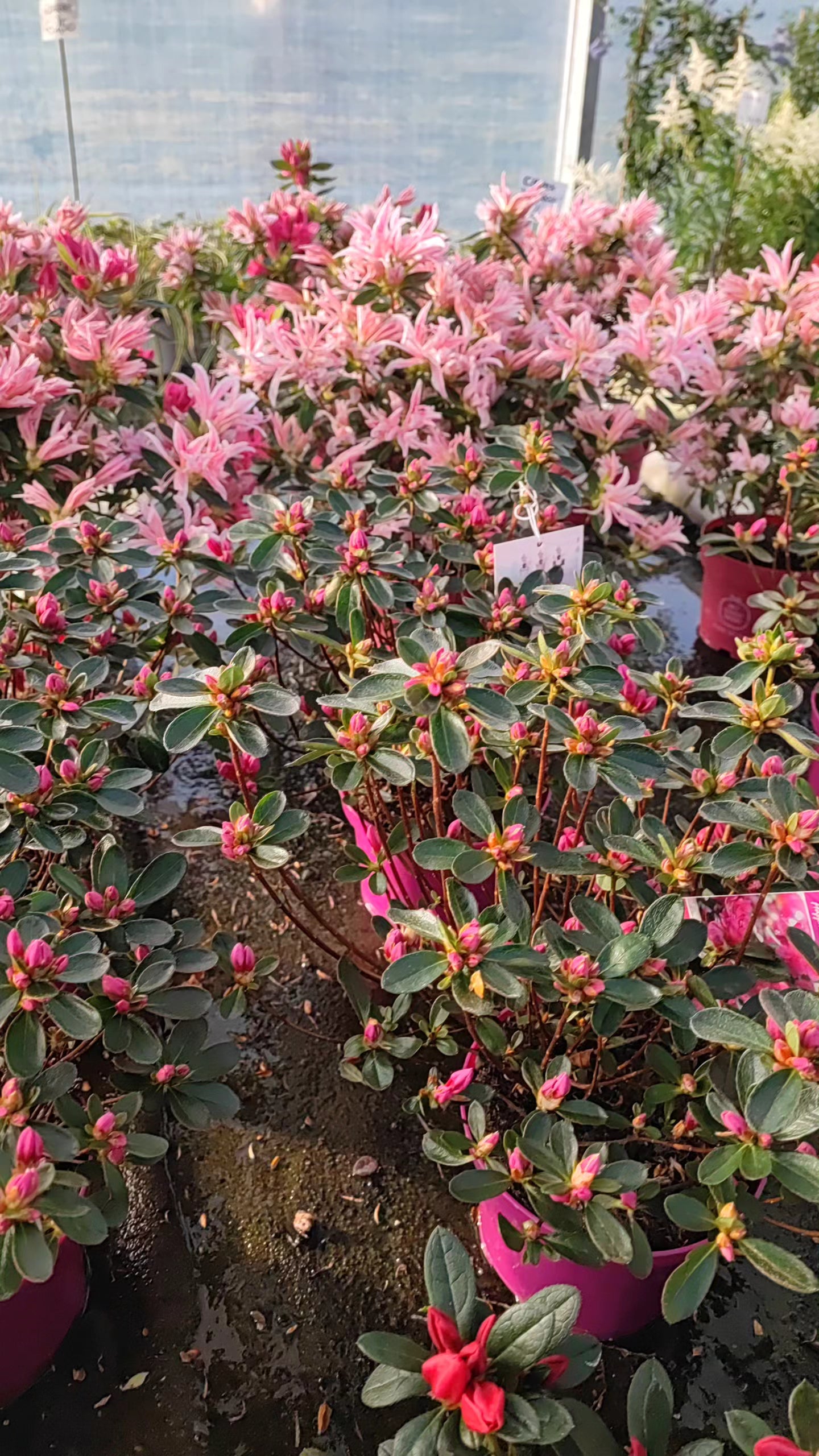 Azalea japonica