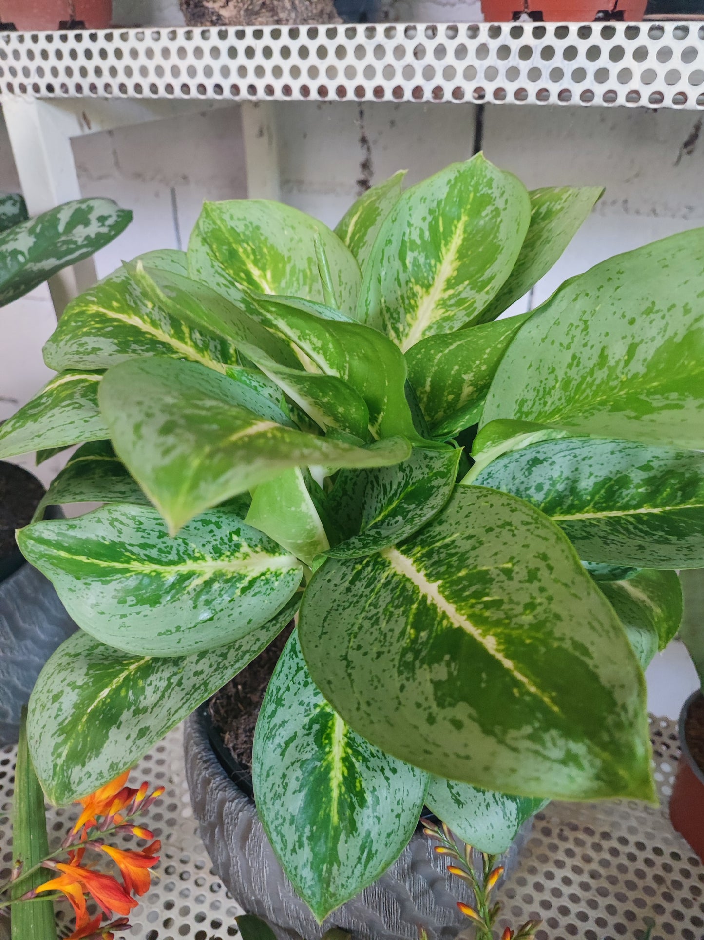 Aglaonema small leaved othe