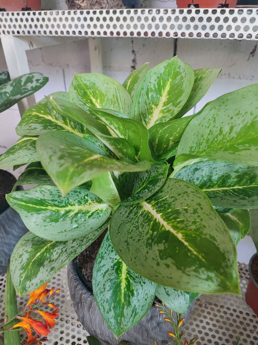 Aglaonema small leaved othe