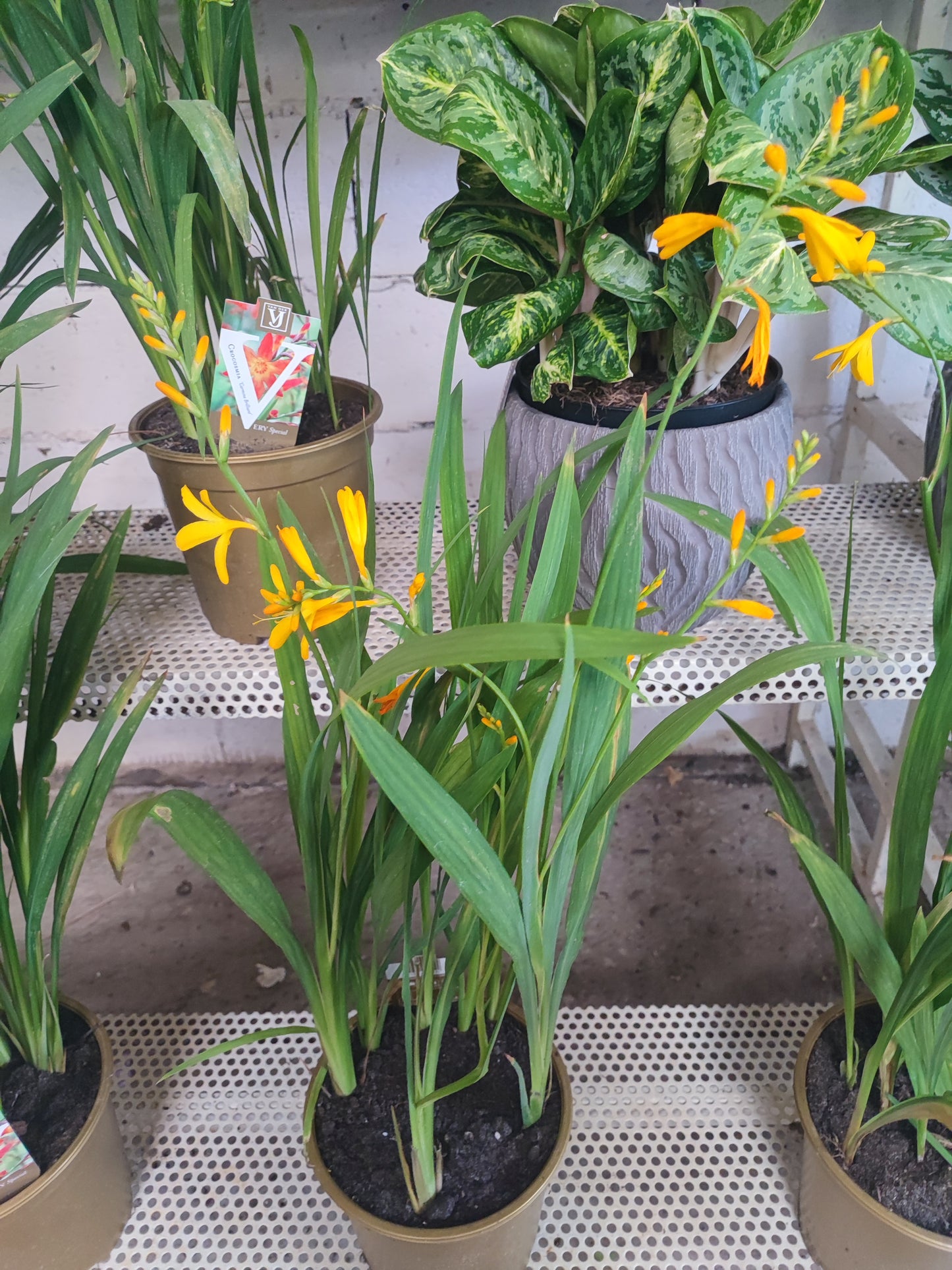 Crocosmia