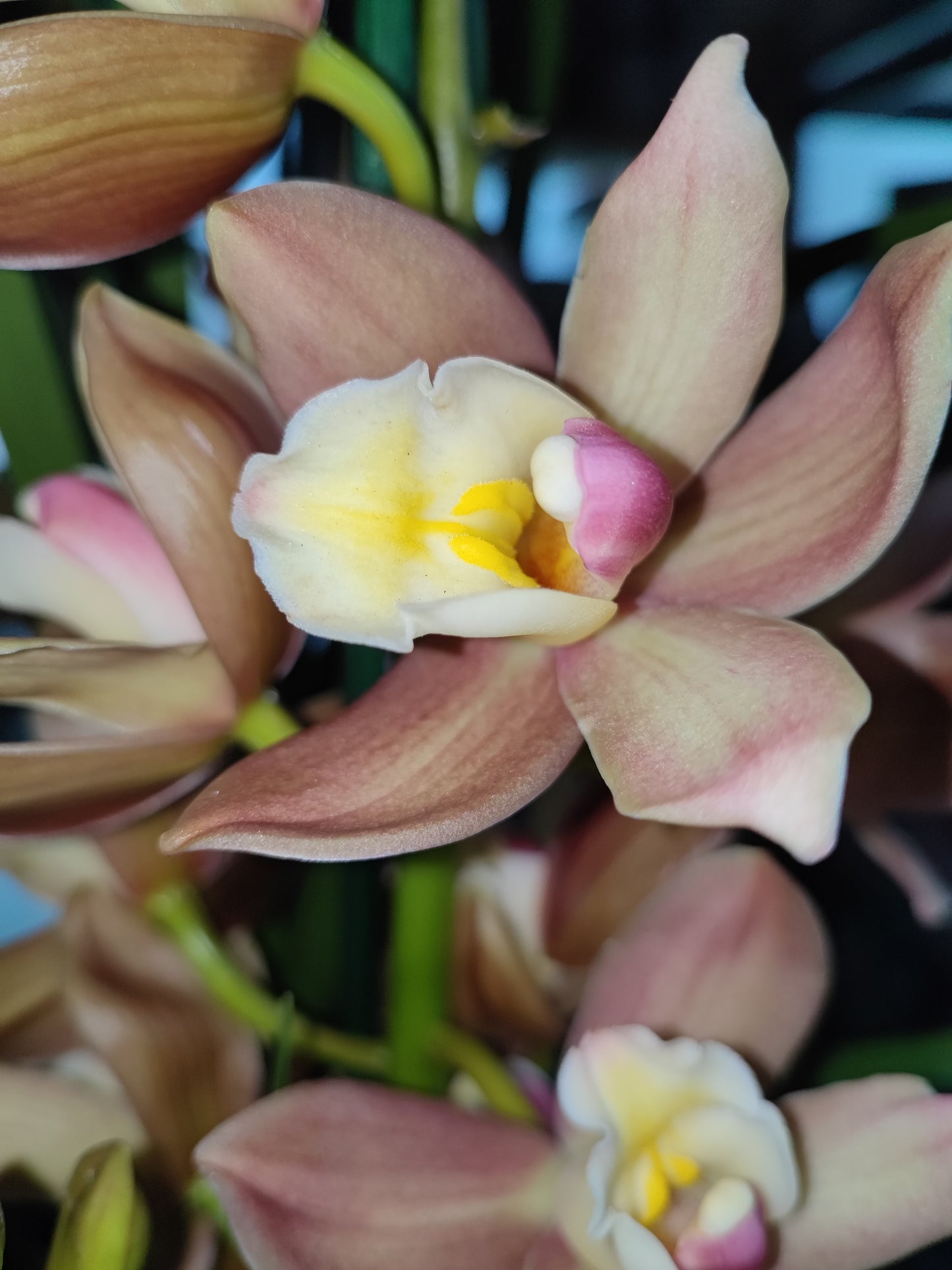 Cymbidium