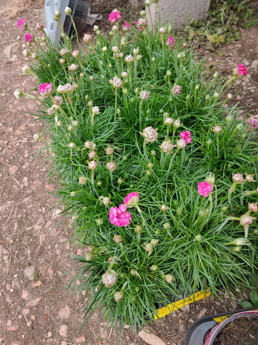 Armeria marittima