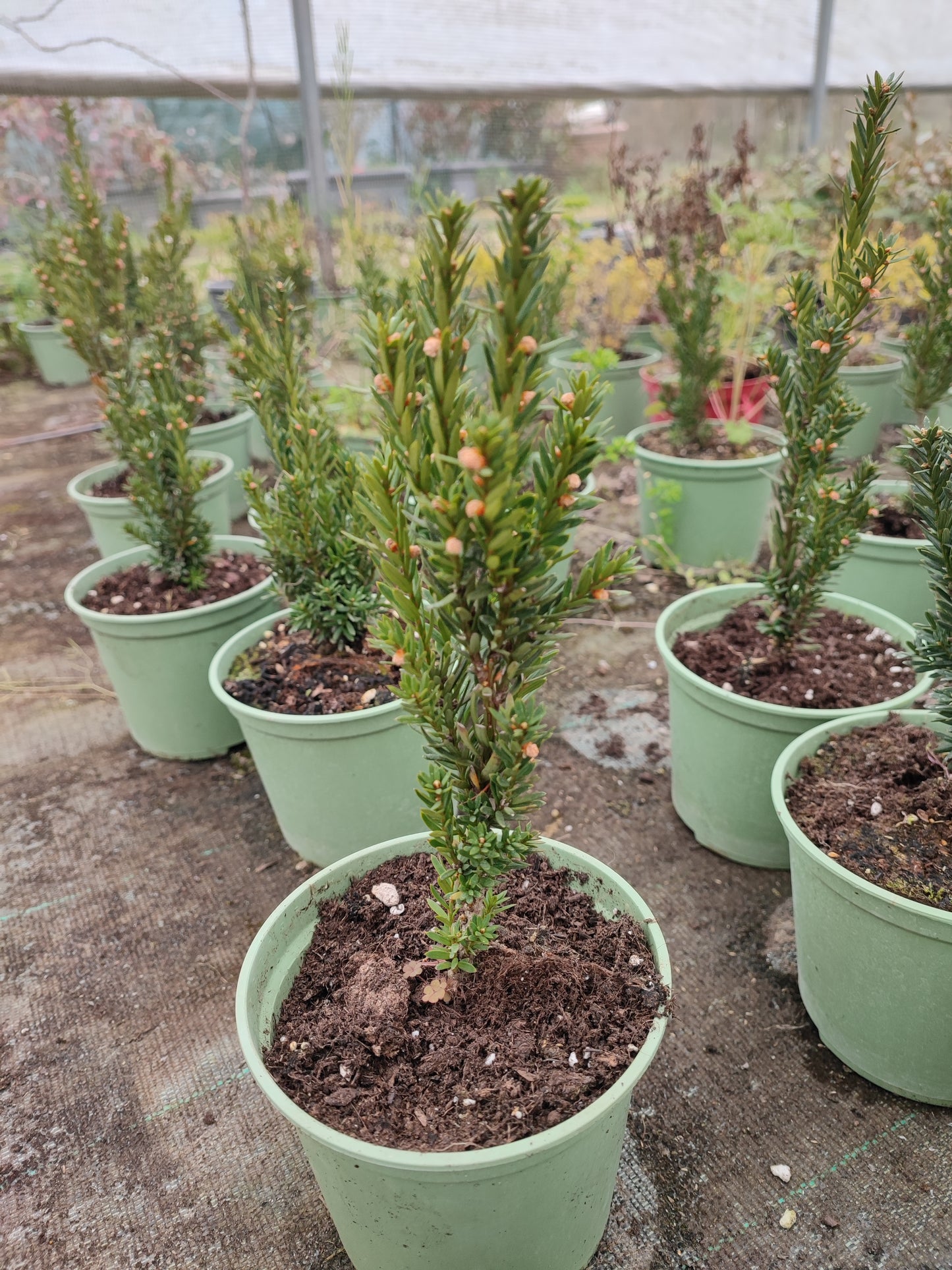 Taxus x media "hillii"