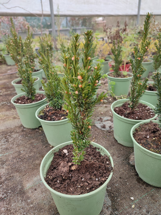 Taxus x media "hillii"