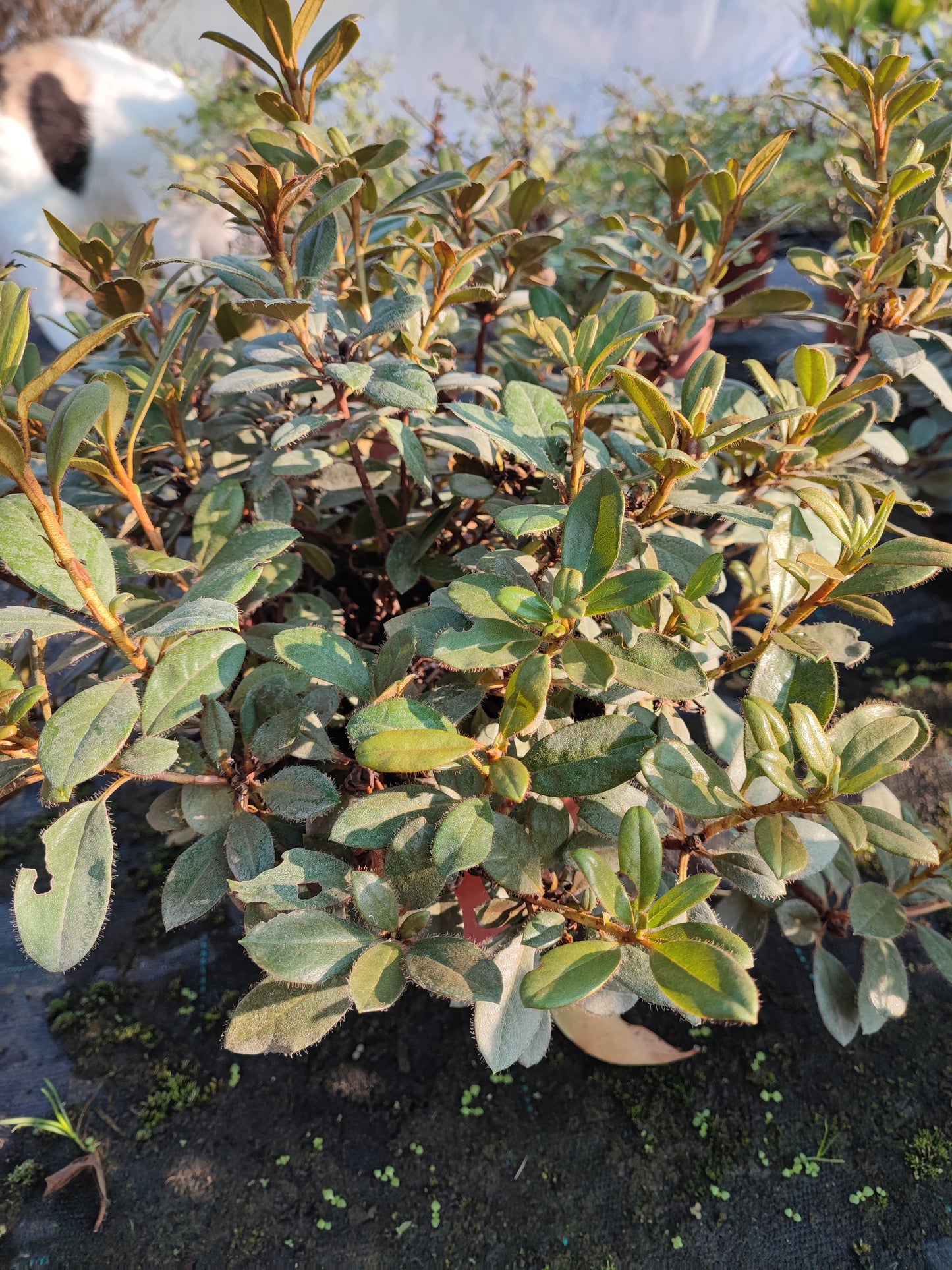 Rhododendron simsi