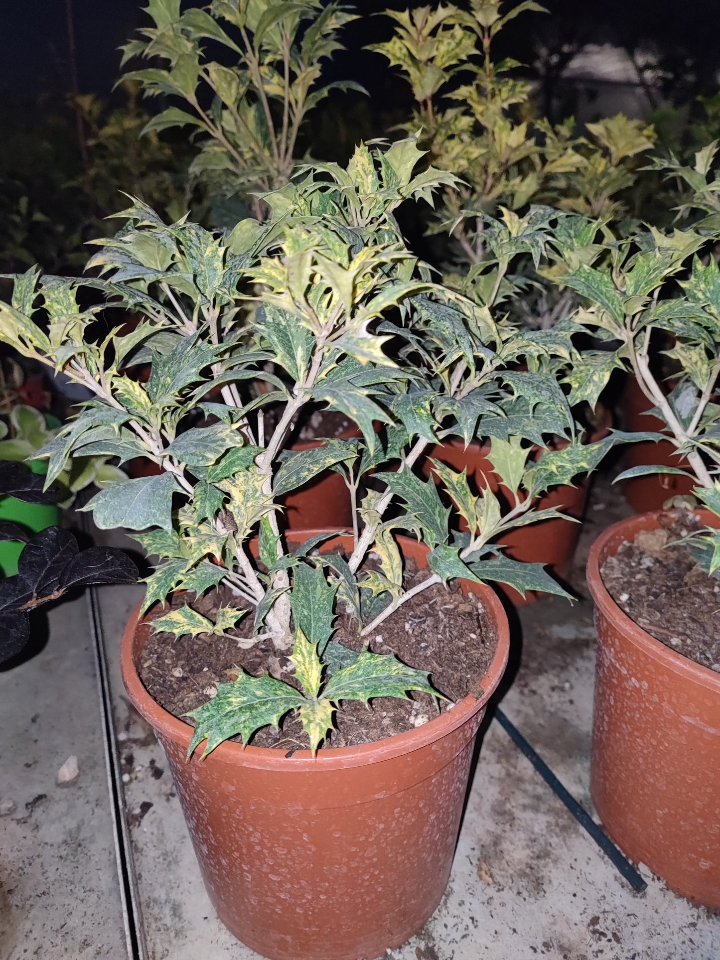 Osmanthus tricolor