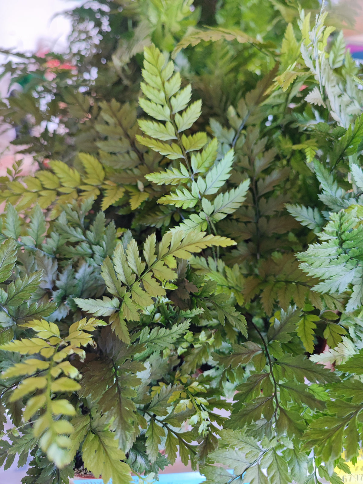 Athyrium