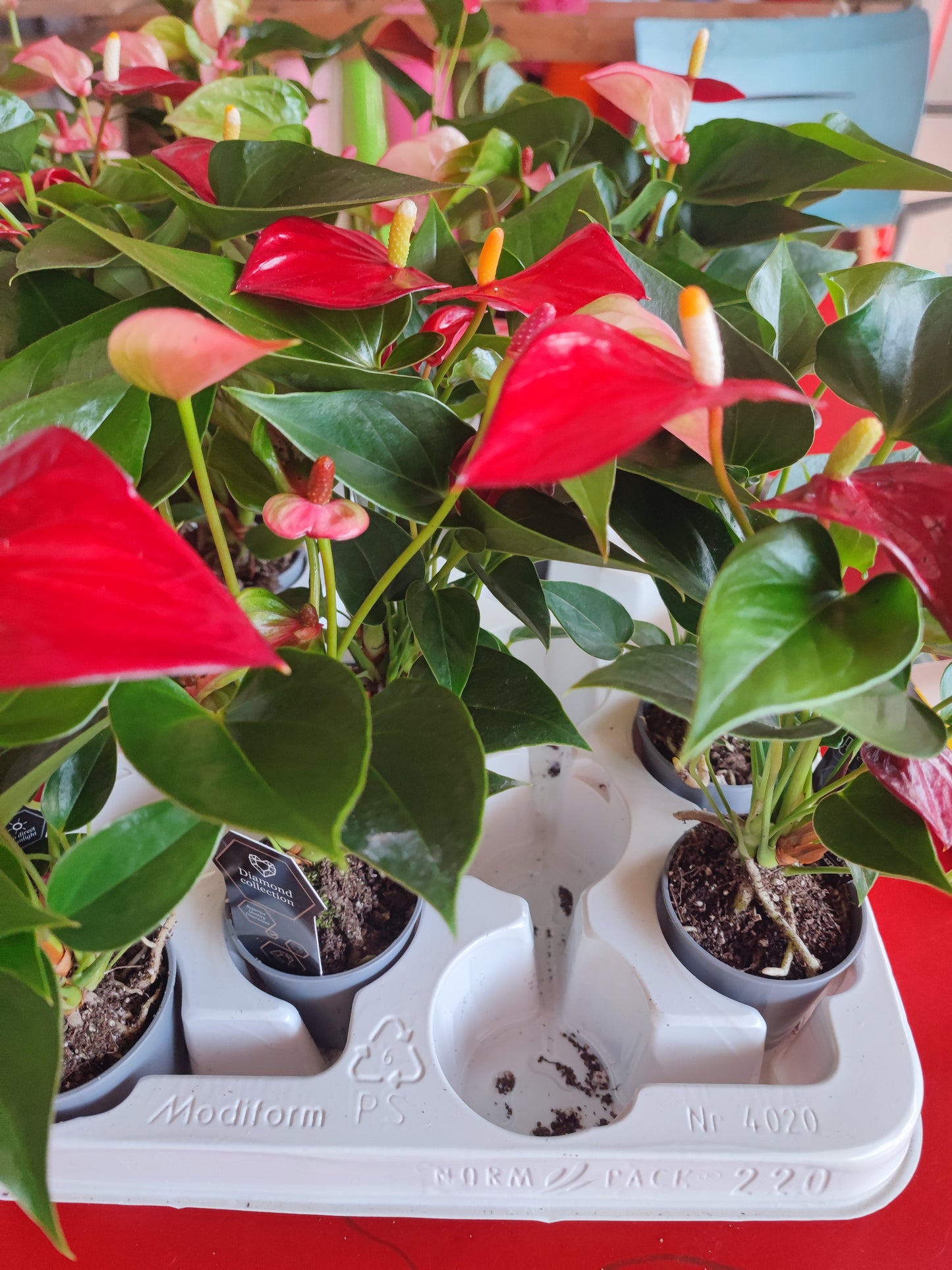 Anthurium
