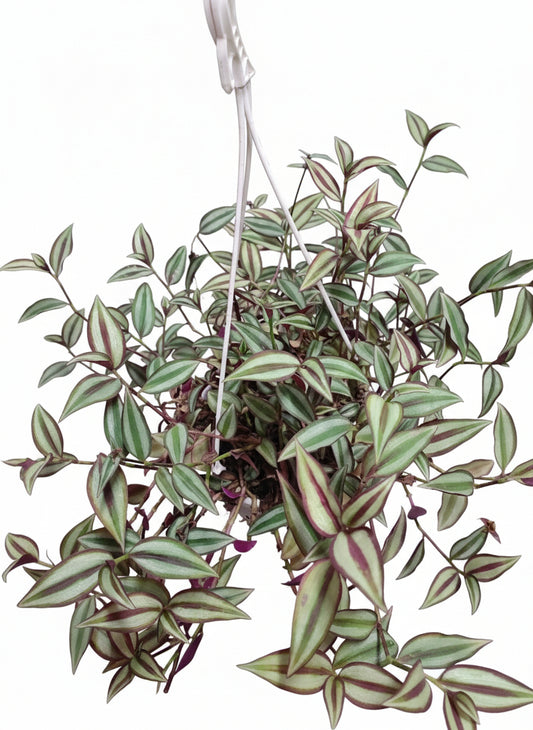 Tradescantia zebrina in basket