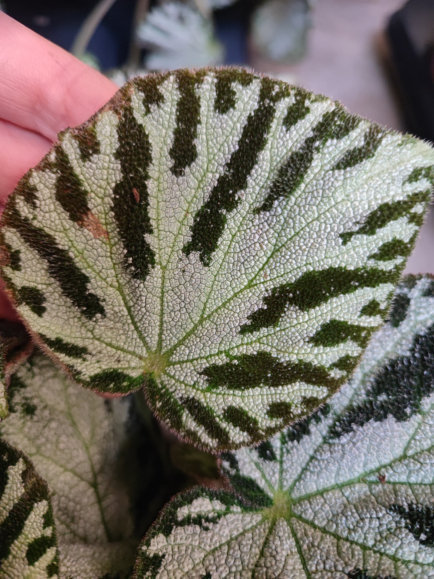 Begonia Imperialis Silver Jewel