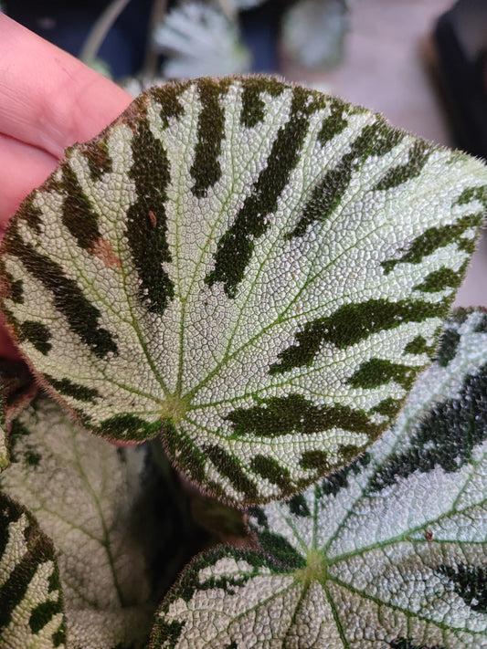 Begonia Imperialis Silver Jewel