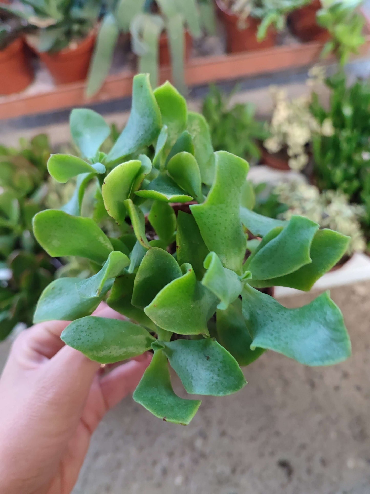 Crassula mix