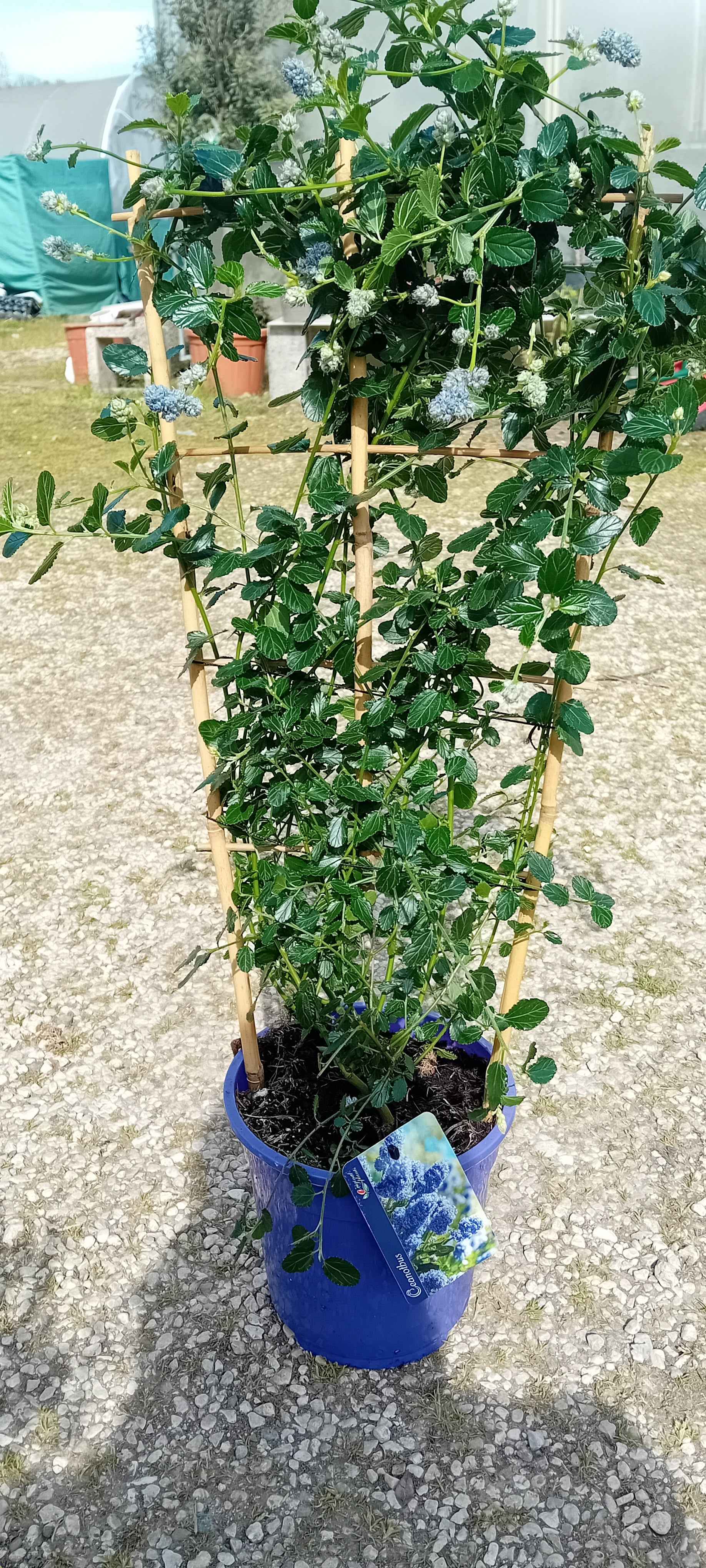 Ceanothus thyrsiflorus Repens