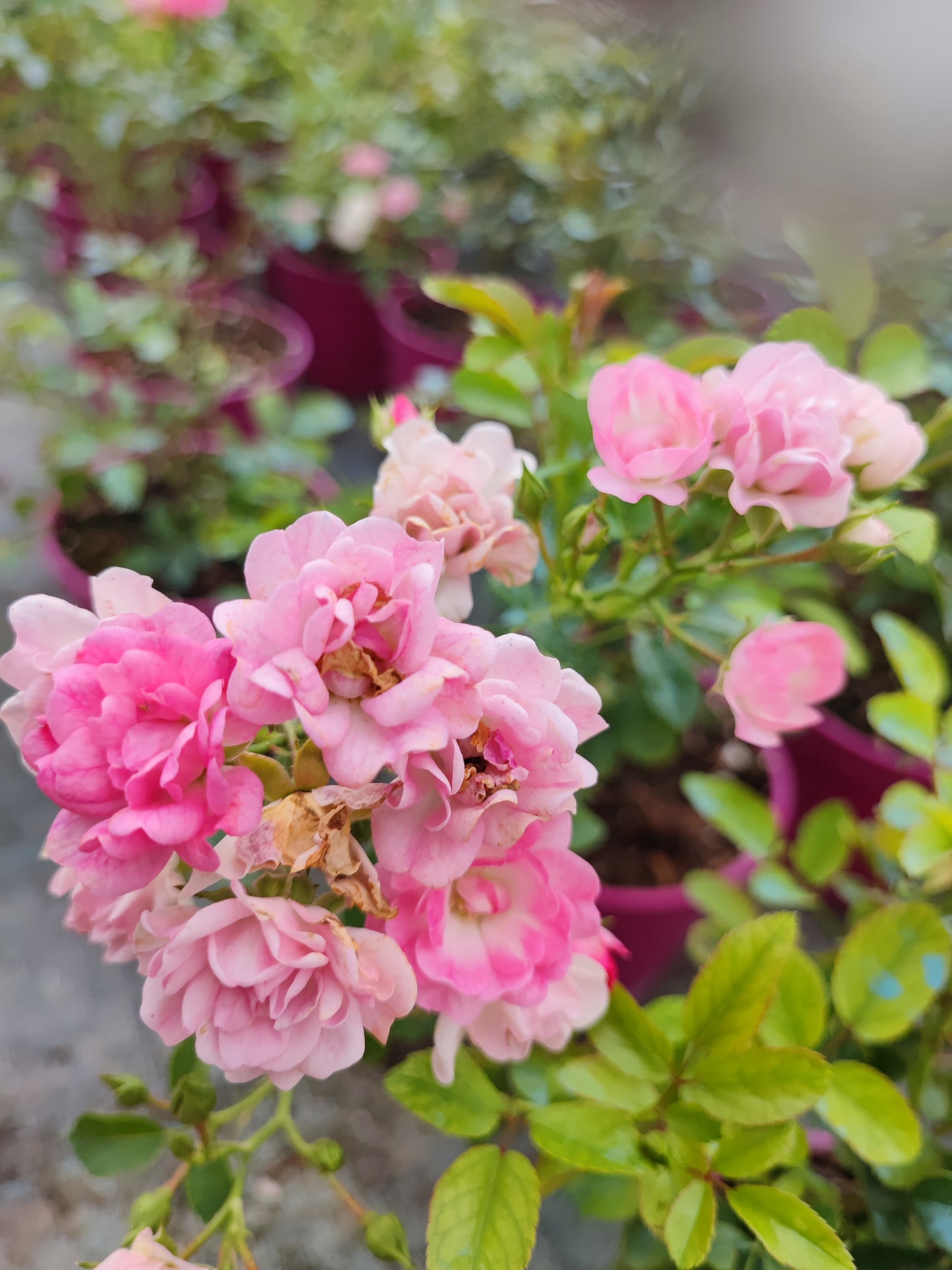 Rosa paesaggistica