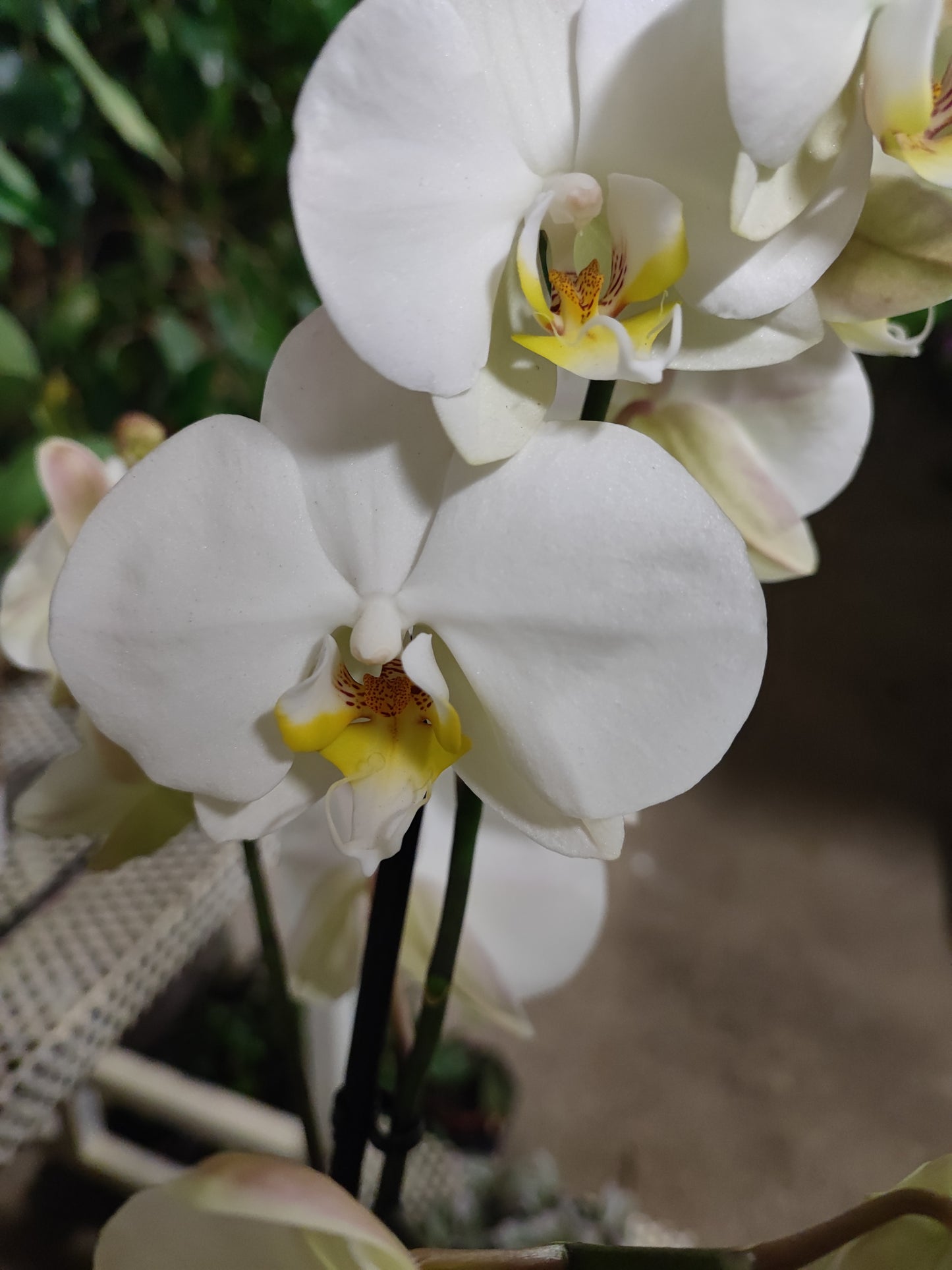 Phalaenopsis
