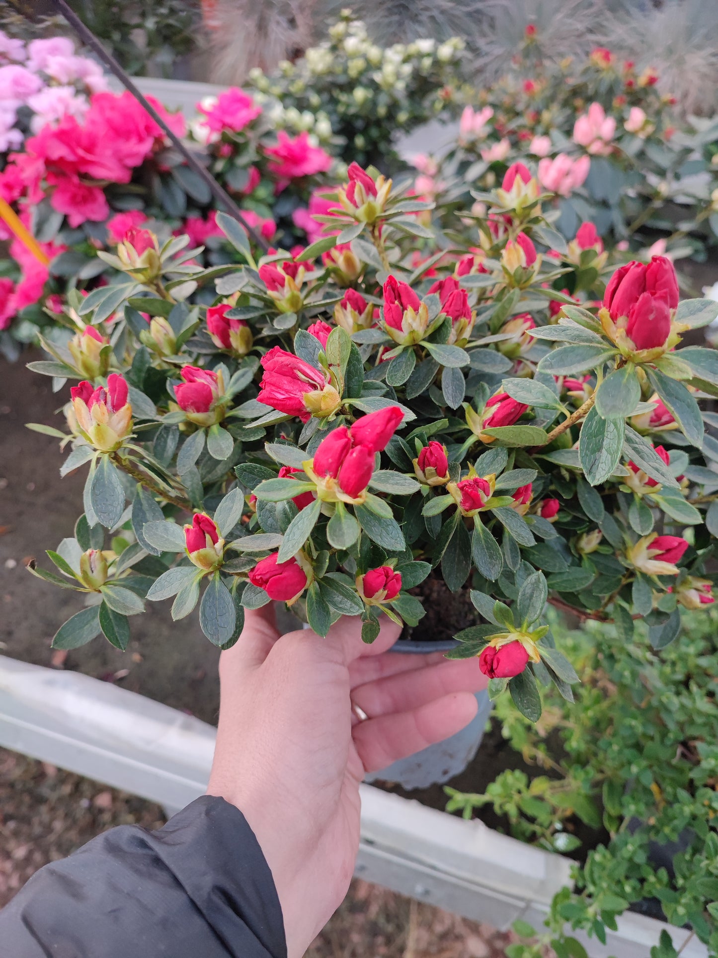 Azalea
