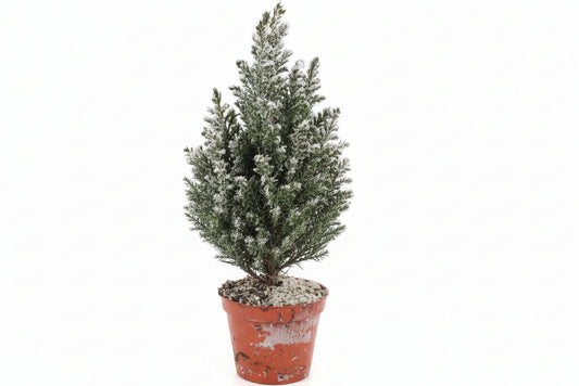 Chamaecyparis lawsoniana ellwoodii