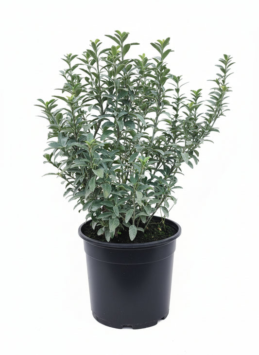 Euonymus "Benkomasaki"