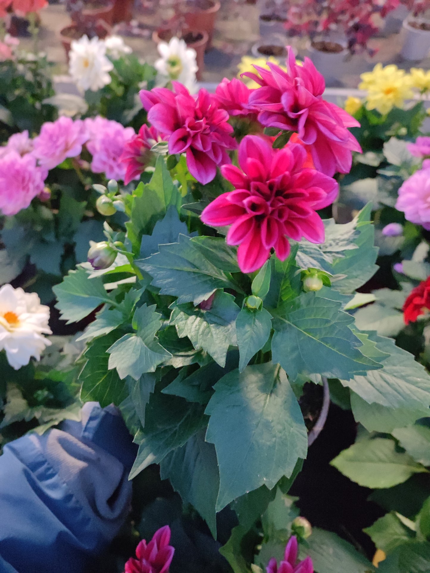 Dahlia