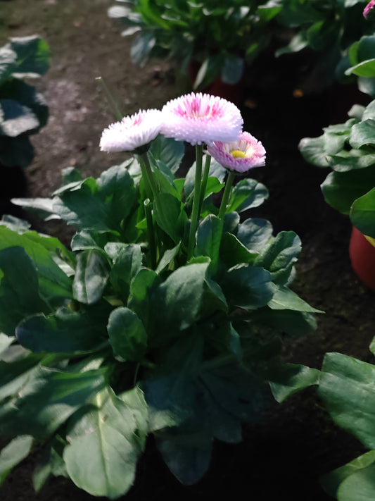 Bellis