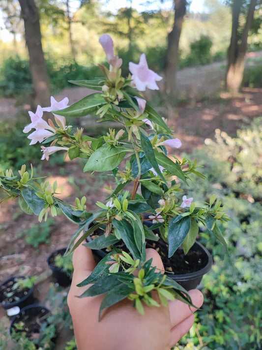 ABELIA EDWARD GOUCHER