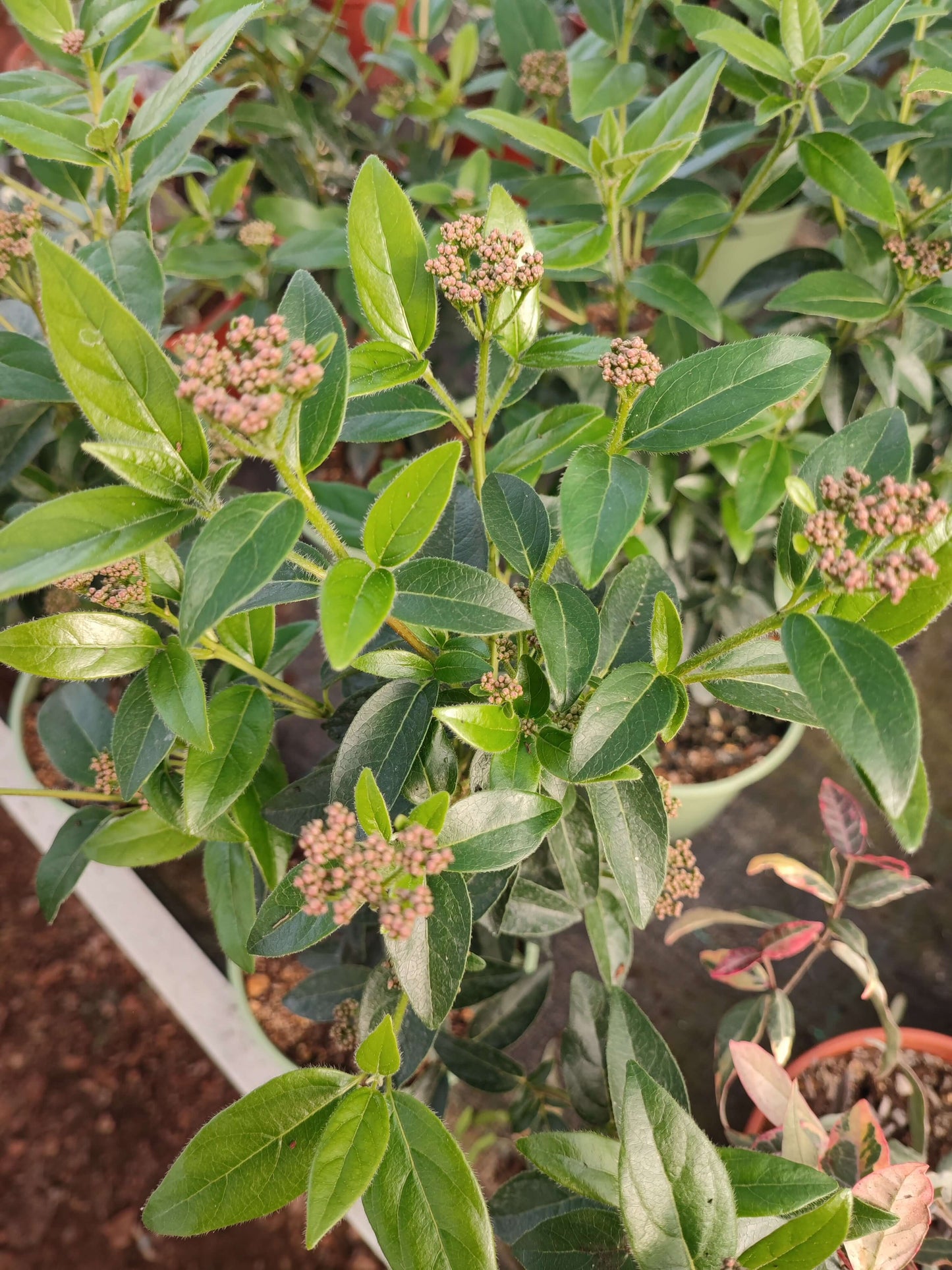 Viburnum tinus