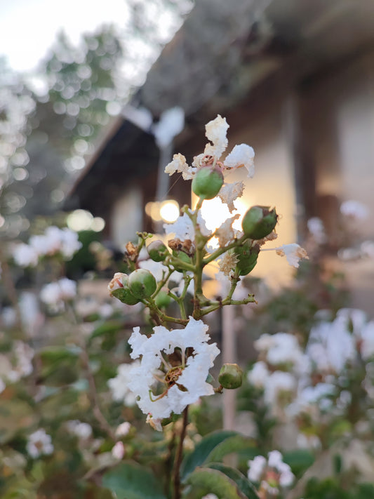 Lagerstroemia indica acoma